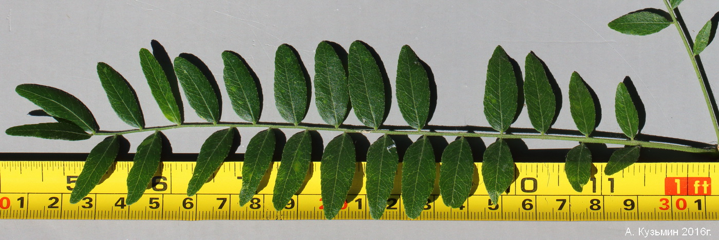 Image of Gleditsia triacanthos var. laevis specimen.