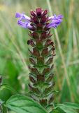 Prunella vulgaris. Соцветие на стадии отцветания. Украина, Волынская обл., Ратновский р-н, восточнее с. Залухов, берег оз. Святое. 29 июля 2007 г.