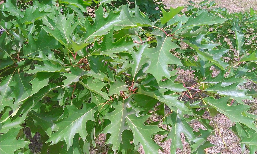 Image of Quercus rubra specimen.