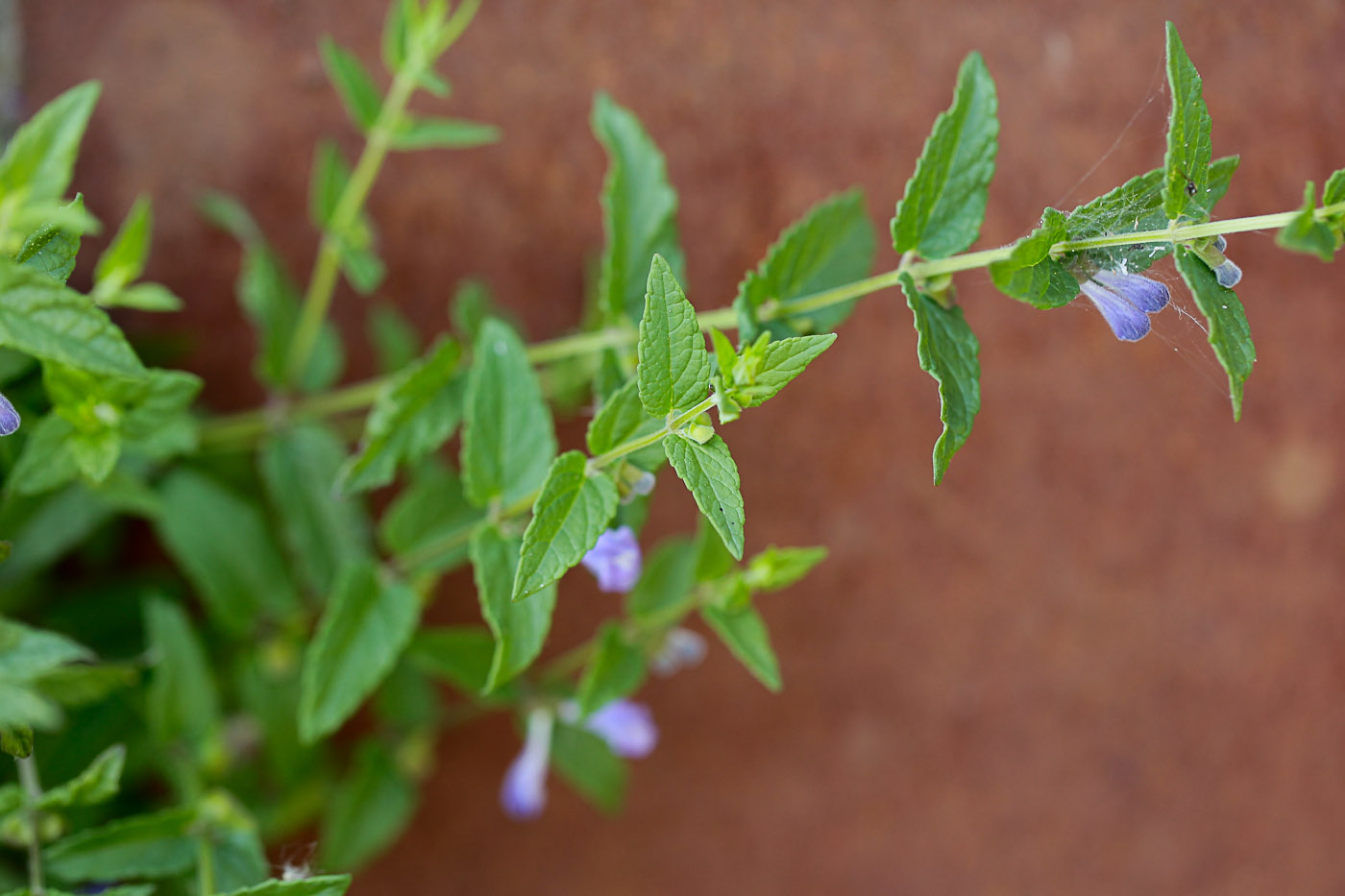 Изображение особи Scutellaria galericulata.