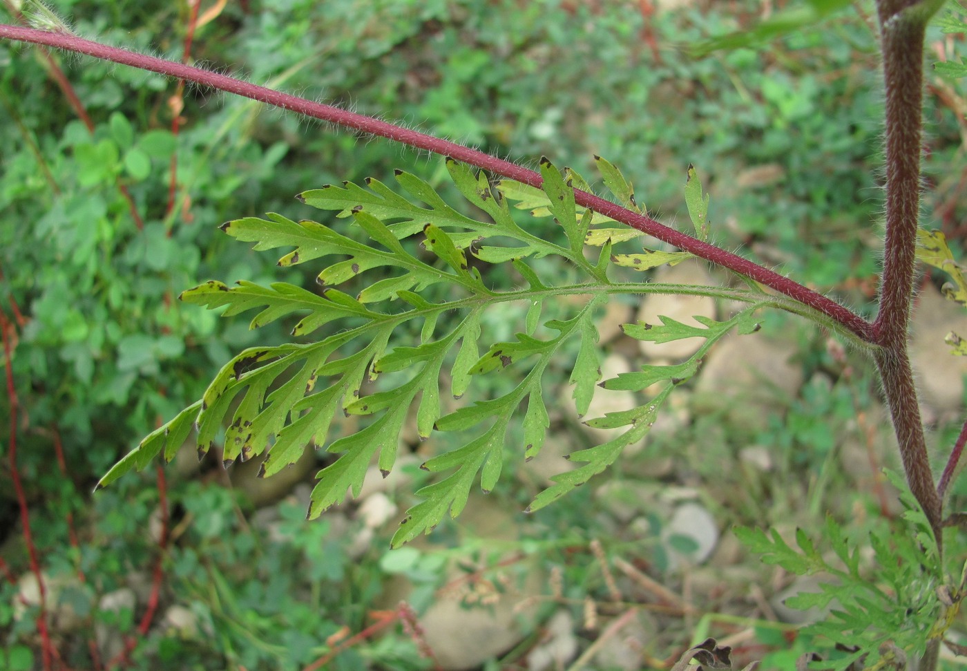 Image of Ambrosia artemisiifolia specimen.