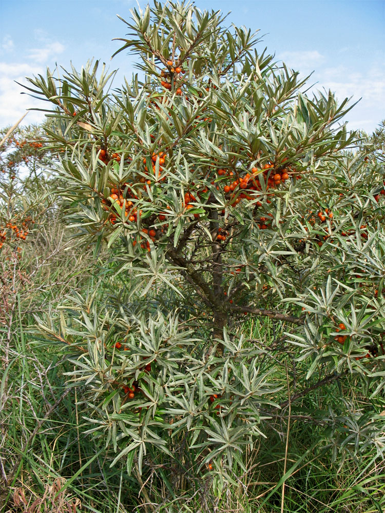 Image of Hippophae rhamnoides specimen.