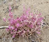 Salsola sclerantha