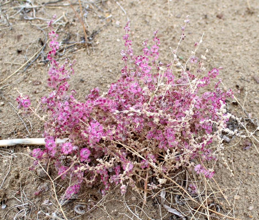 Image of Salsola sclerantha specimen.