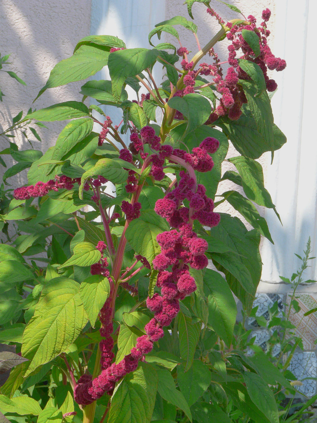 Image of Amaranthus caudatus specimen.