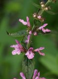 Stachys palustris. Часть соцветия. Ленинградская обл., окр. пос. Рощино, берег р. Рощинка. 24.07.2009.