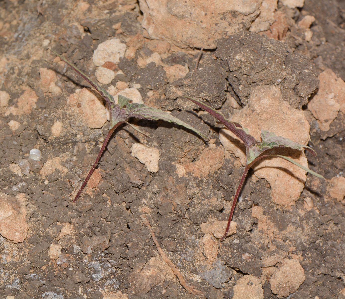 Image of Chrozophora plicata specimen.