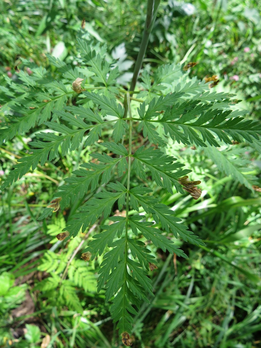 Image of Conioselinum tataricum specimen.