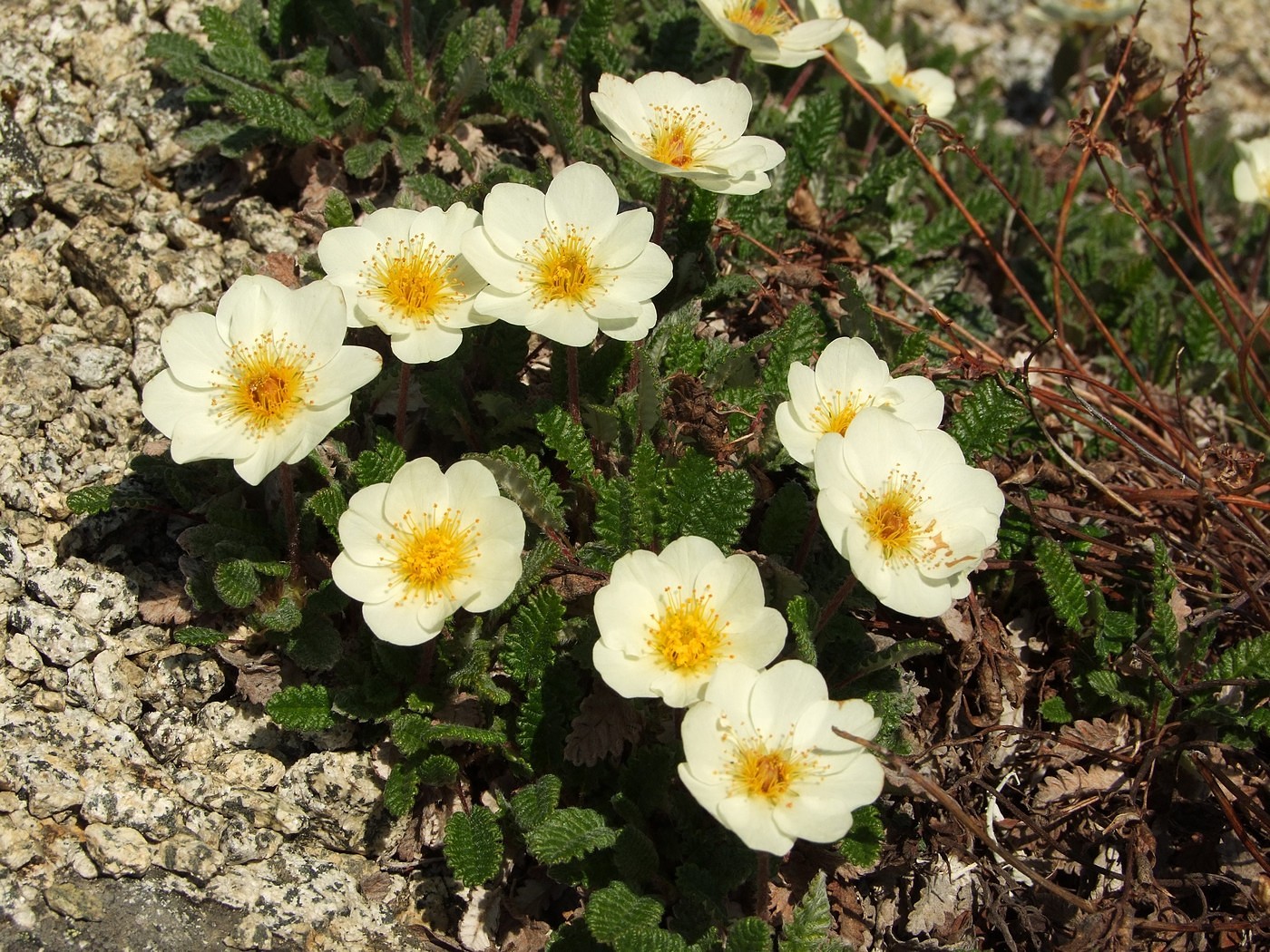 Image of Dryas ajanensis specimen.