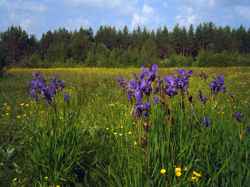 Image of Iris sibirica specimen.