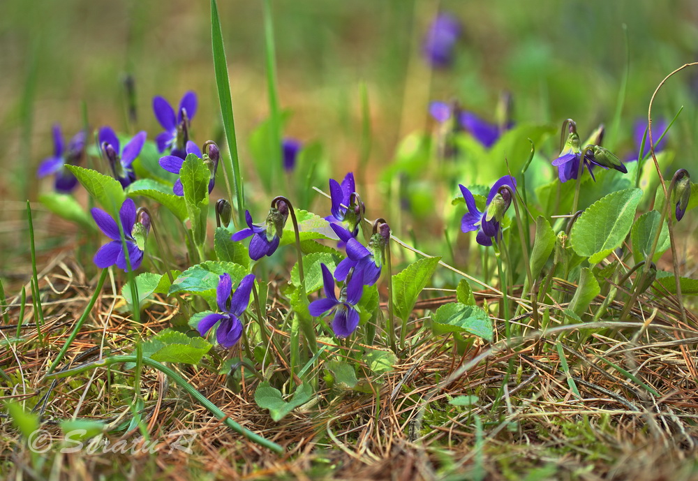 Image of Viola odorata specimen.