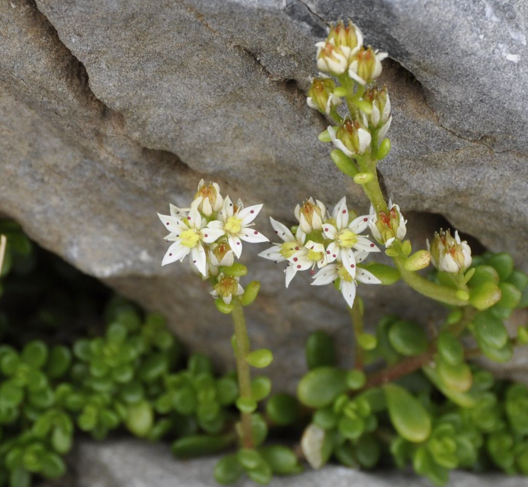 Image of Sedum magellense ssp. olympicum specimen.