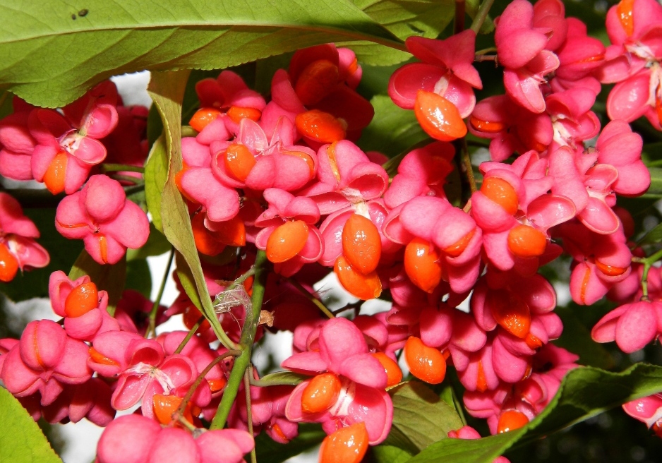 Image of Euonymus europaeus specimen.