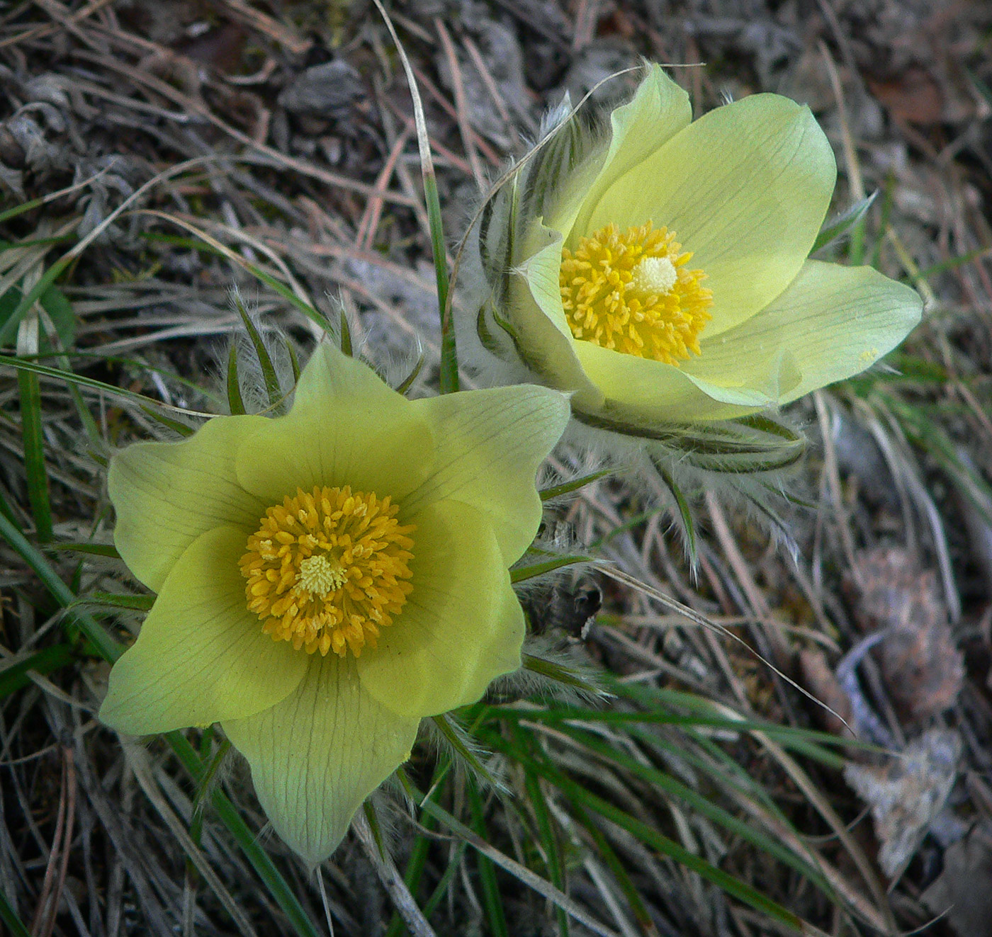 Изображение особи Pulsatilla uralensis.