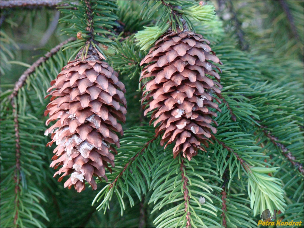 Image of Picea abies specimen.