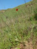 Papaver stevenianum. Цветущее и плодоносящее растение. Краснодарский край, Усть-Лабинский р-н, окр. станицы Воронежской, склон правого берега Кубани. 30.04.2017.