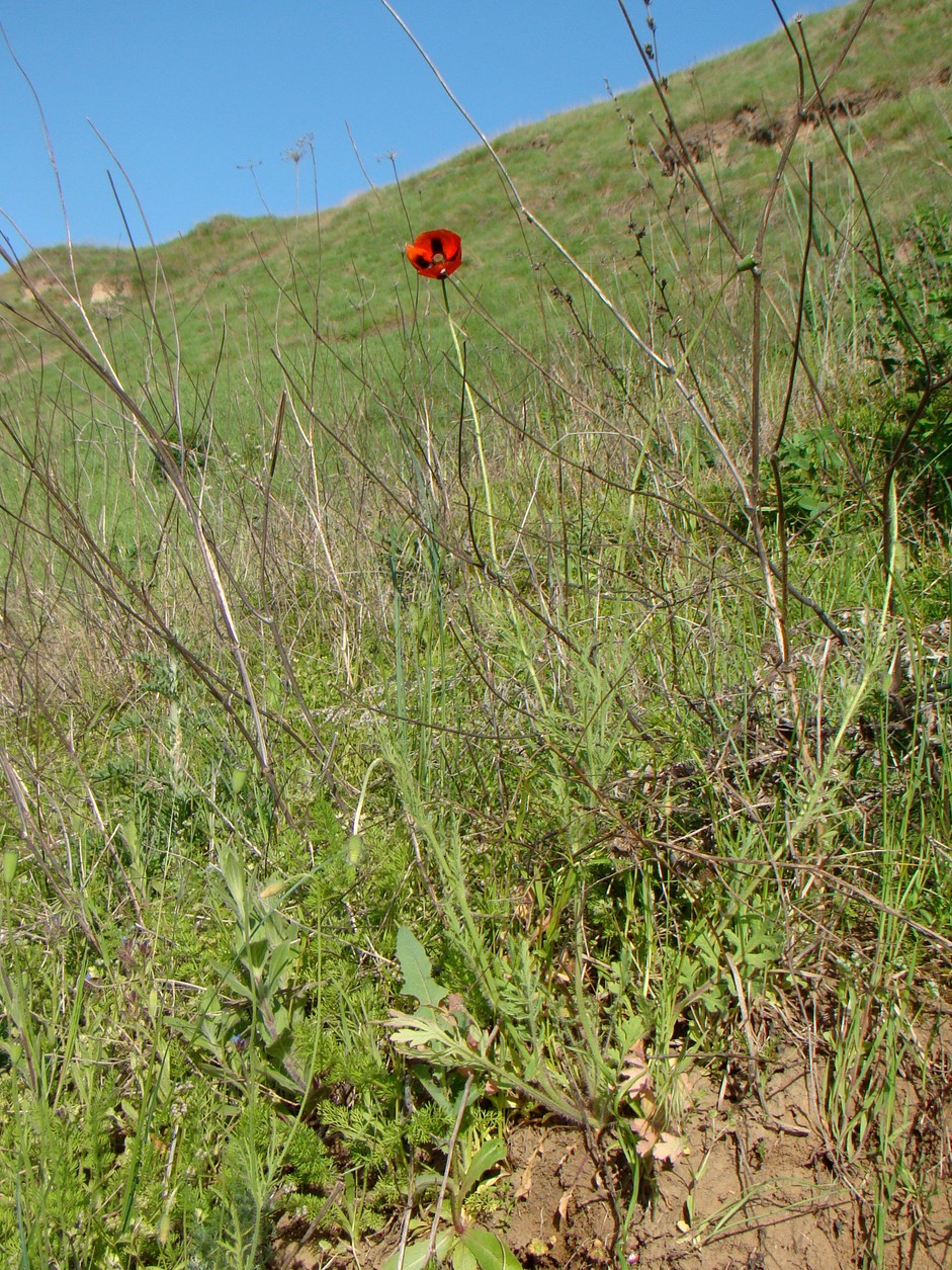 Image of Papaver stevenianum specimen.