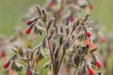 Onosma polychroma