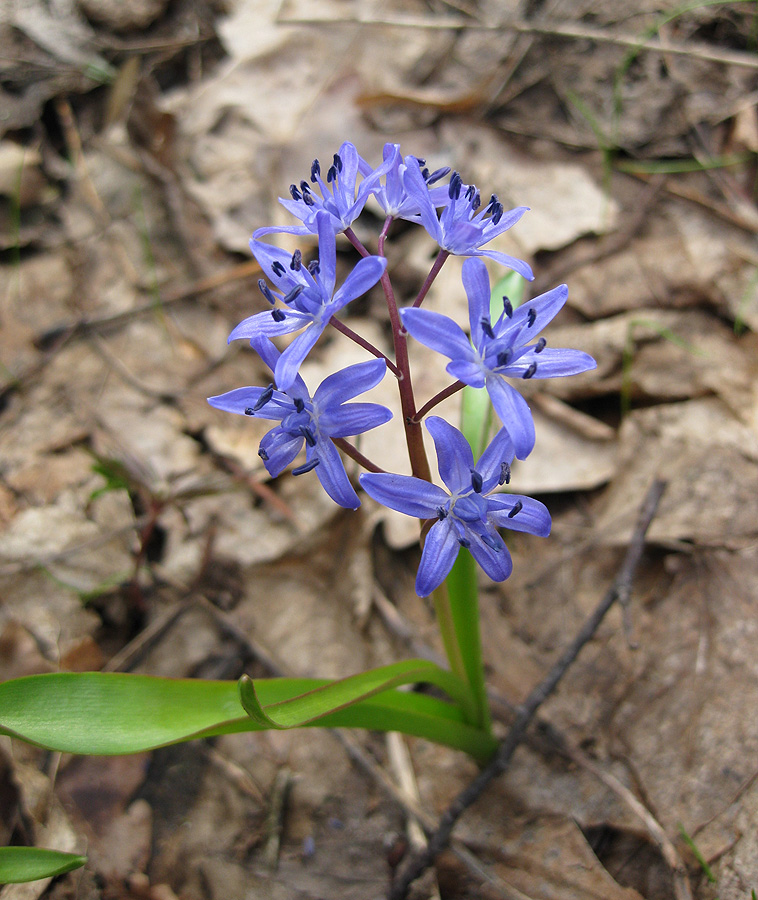 Image of Scilla bifolia specimen.