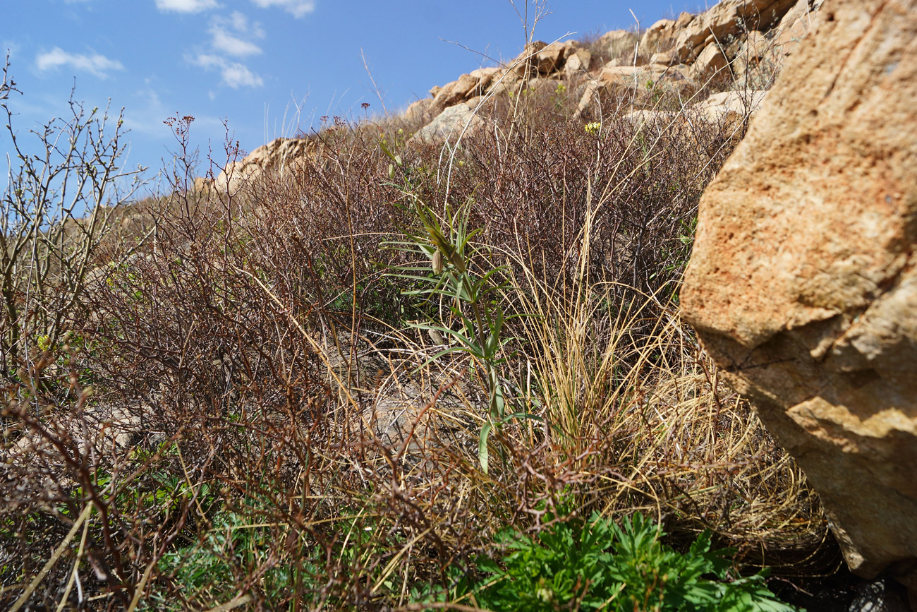 Image of Fritillaria verticillata specimen.