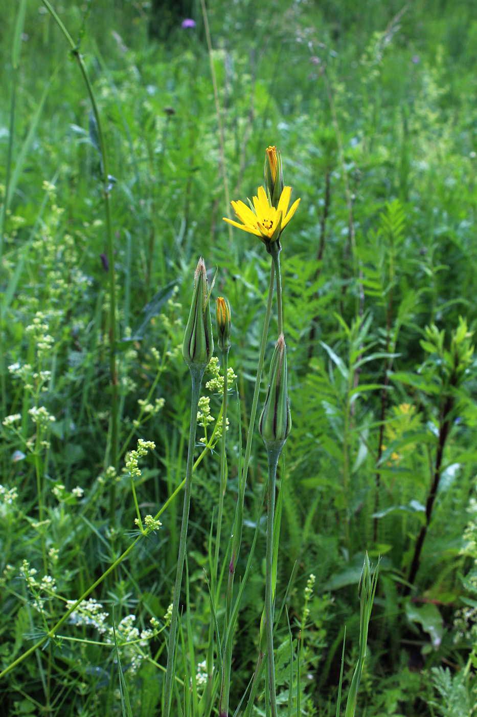 Изображение особи Tragopogon pratensis.