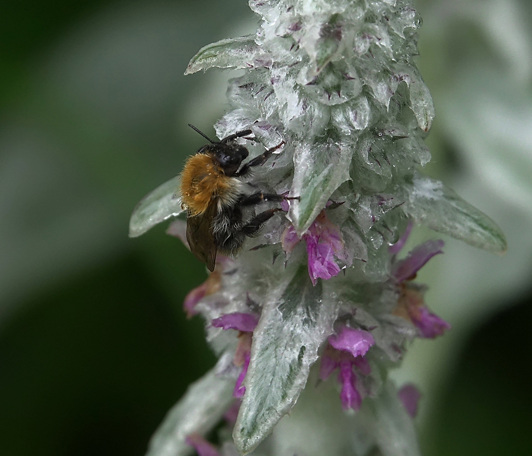 Image of Stachys byzantina specimen.