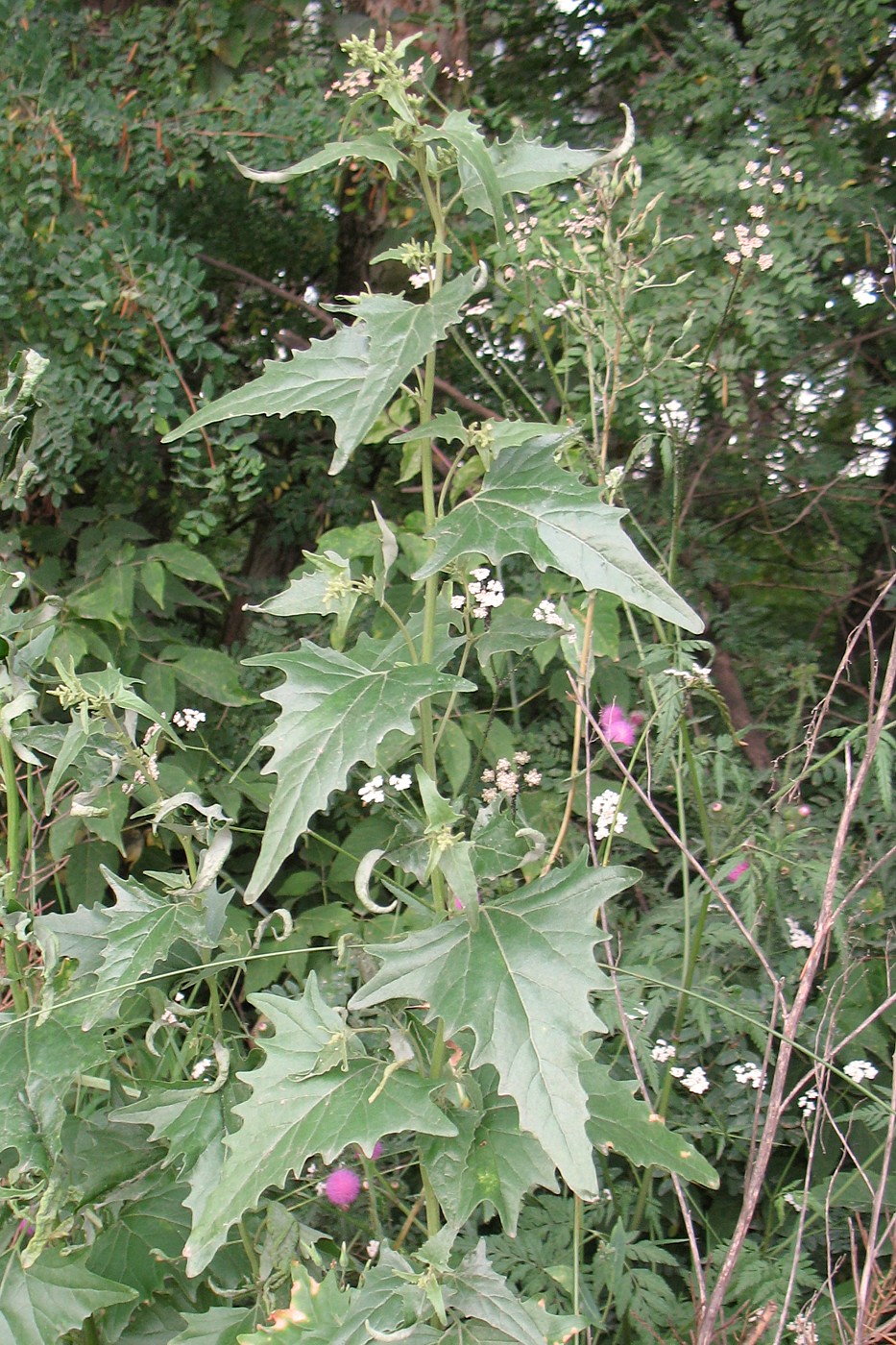 Image of Atriplex sagittata specimen.