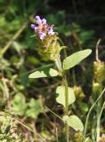 Prunella vulgaris. Верхняя часть побега с соцветием. Украина, г. Запорожье, восточная окраина, долина р. Мокрая Московка, луг. 05.08.2017.