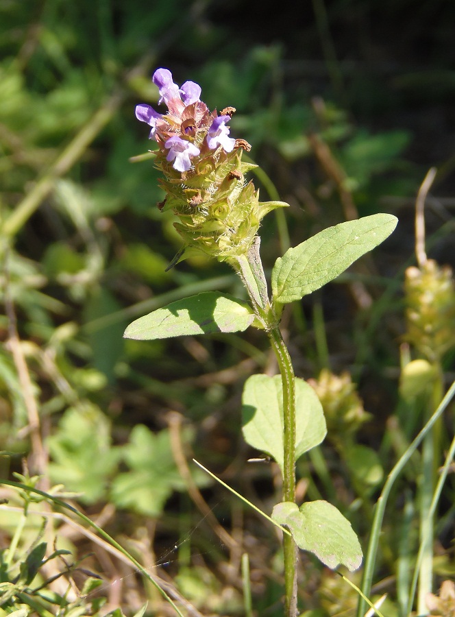 Image of Prunella vulgaris specimen.