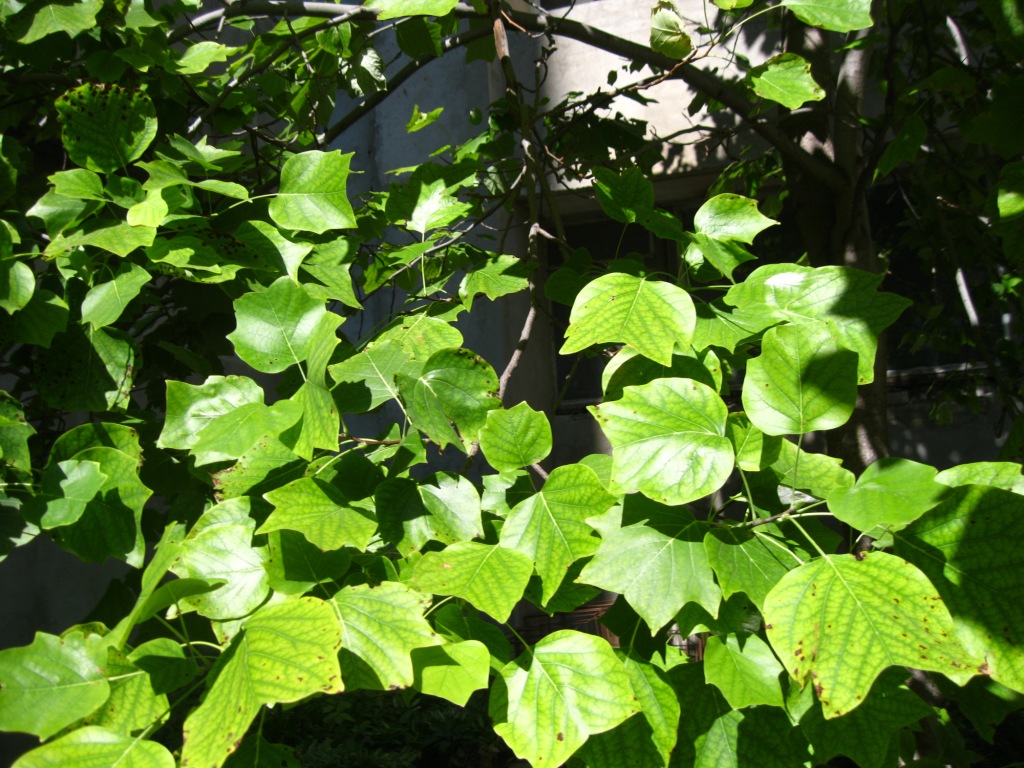 Изображение особи Liriodendron chinense.