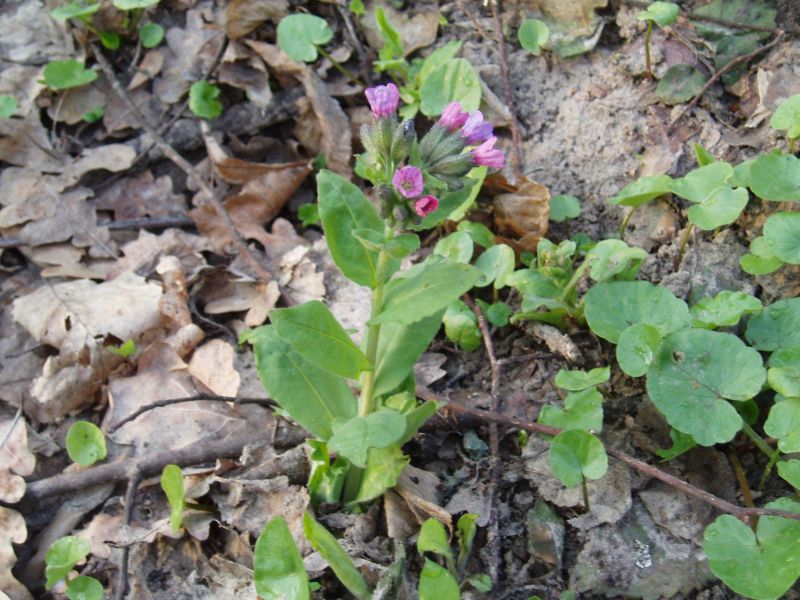 Image of Pulmonaria obscura specimen.