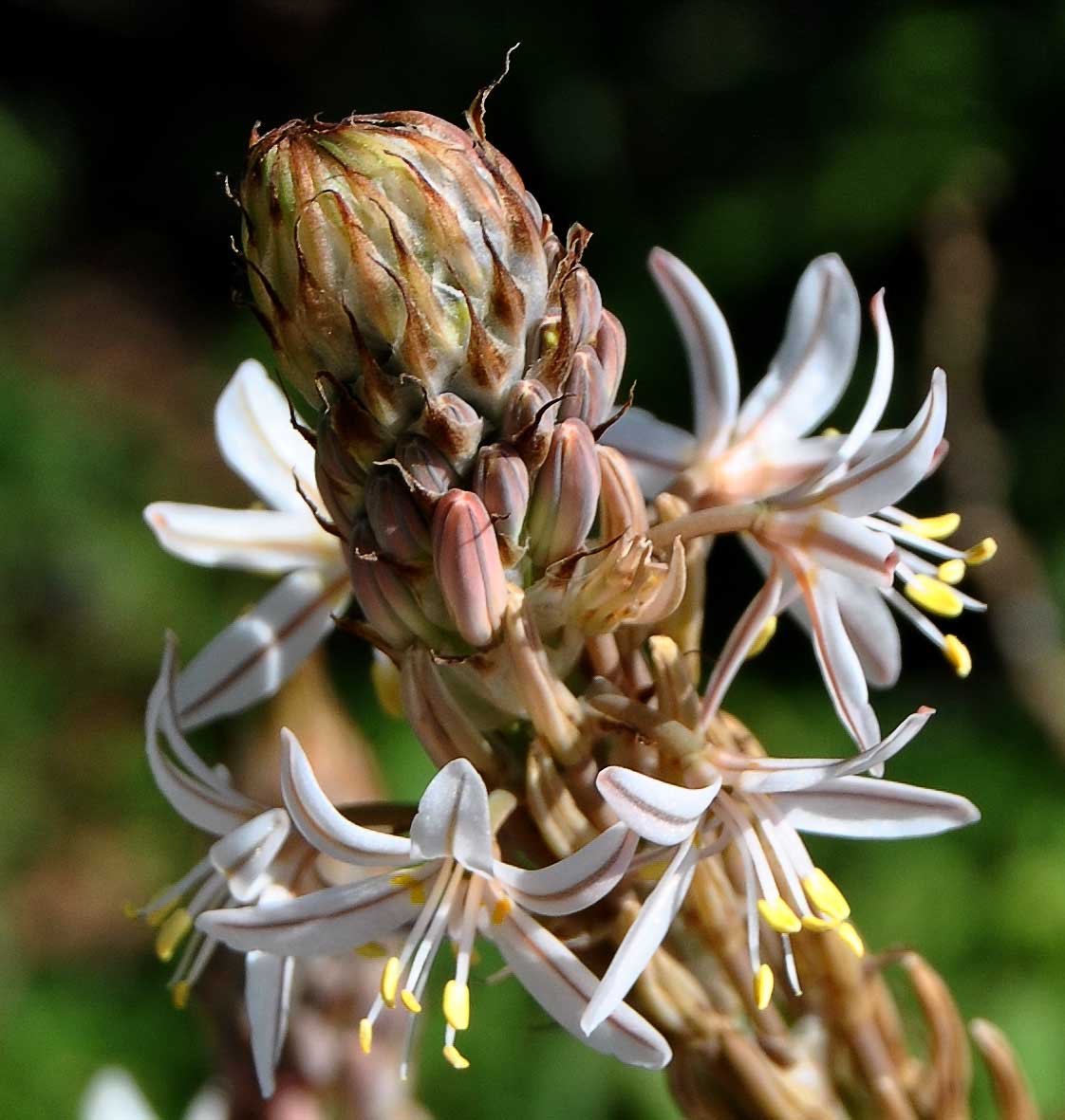 Image of Trachyandra falcata specimen.