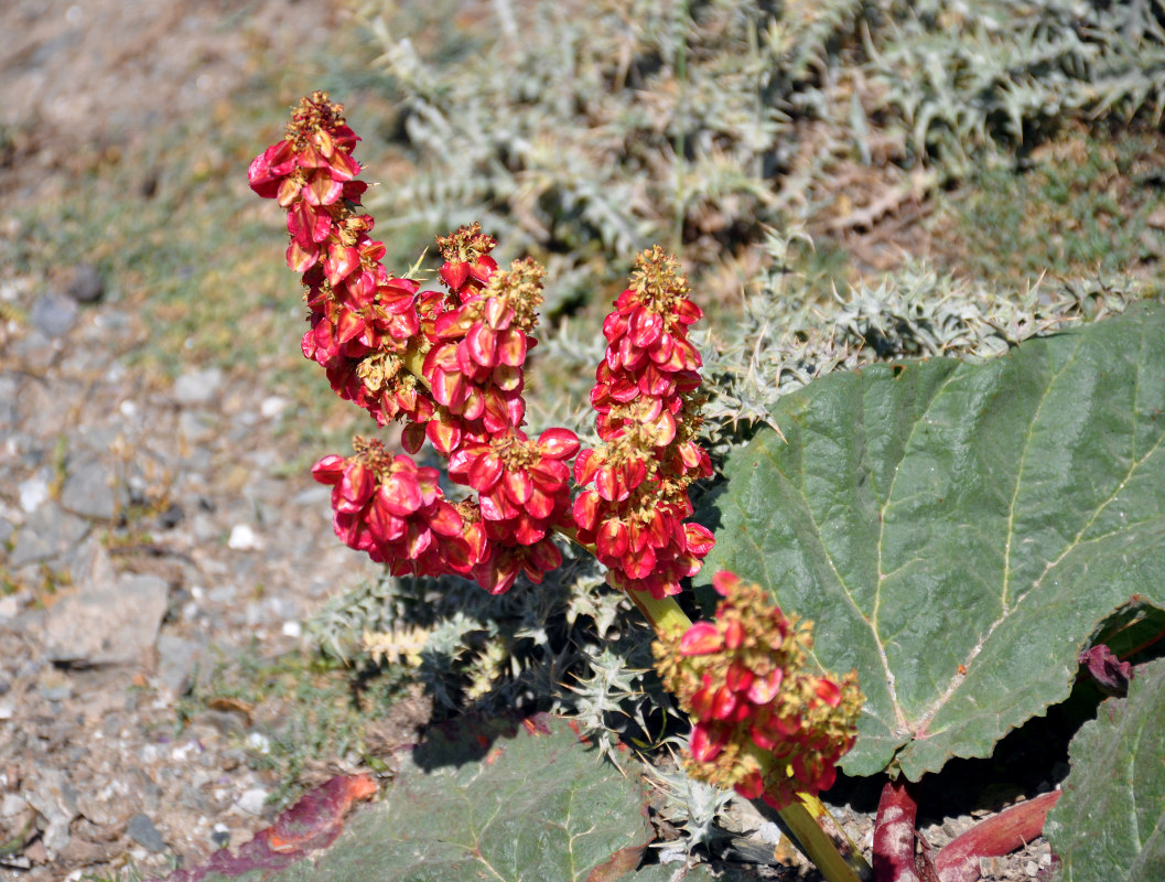 Image of Rheum fedtschenkoi specimen.