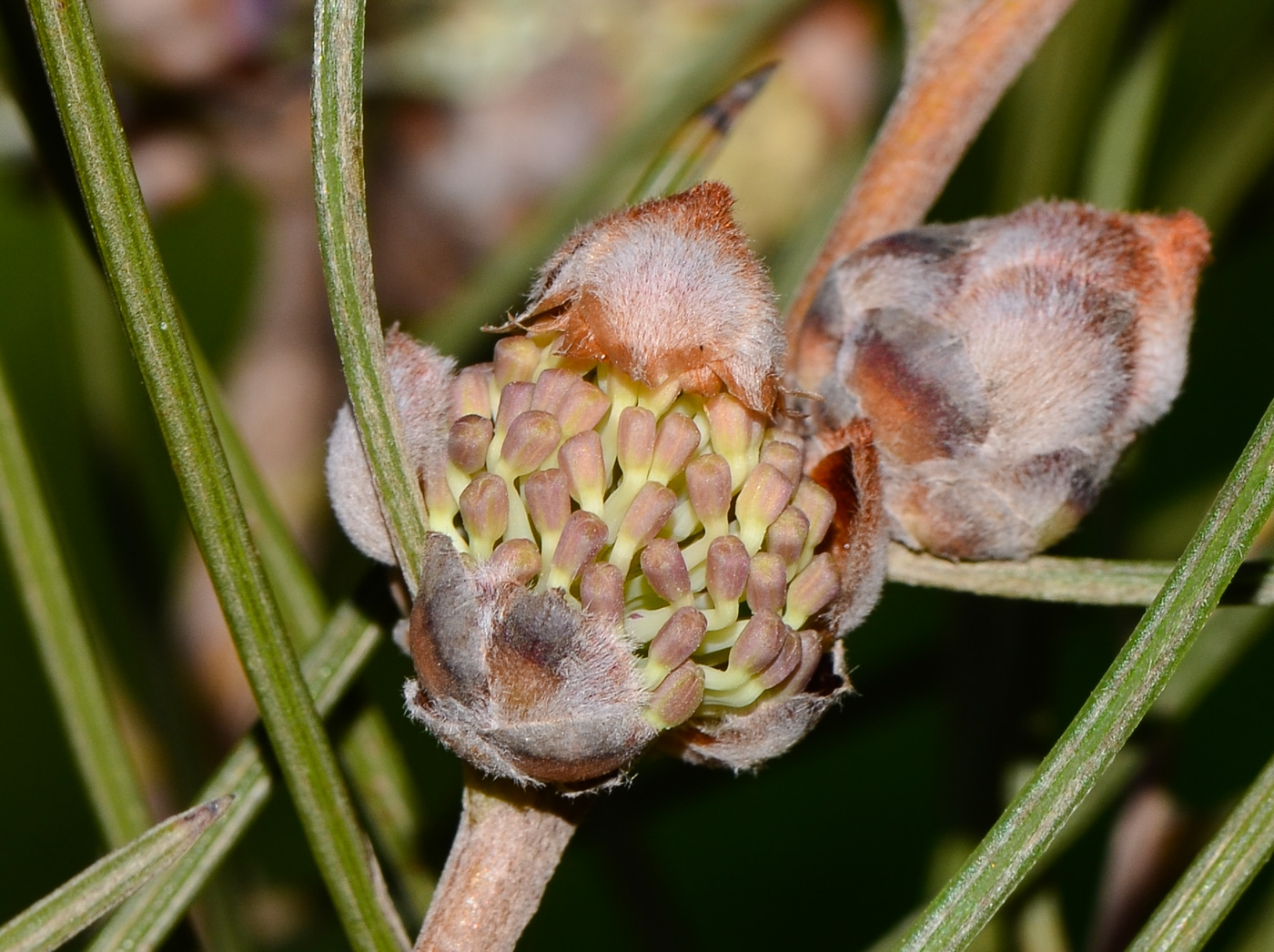 Image of Hakea scoparia specimen.