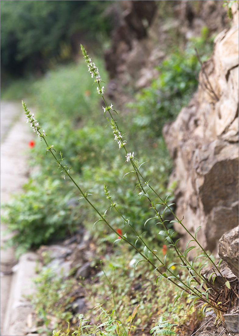 Image of Stachys atherocalyx specimen.