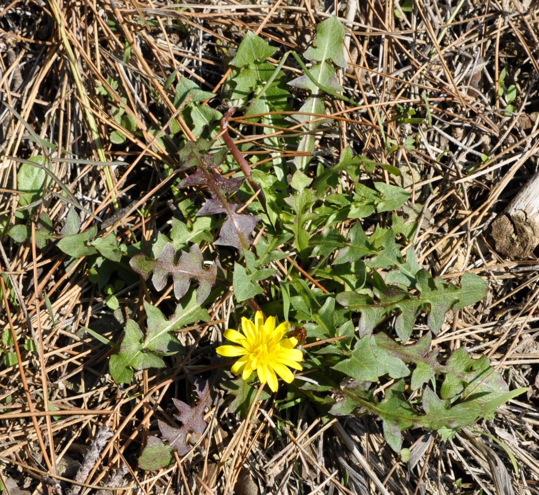 Image of genus Taraxacum specimen.