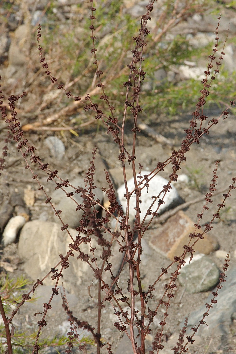 Image of Rumex conglomeratus specimen.