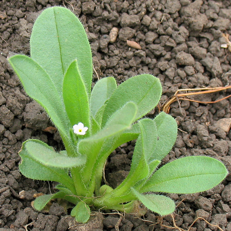 Изображение особи Myosotis sparsiflora.