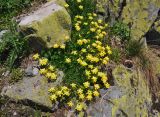Securigera balansae. Цветущие растения. Абхазия, Рицинский реликтовый национальный парк, долина р. Аджарра, ≈ 2100 м н.у.м., скалистый склон. 12.07.2017.