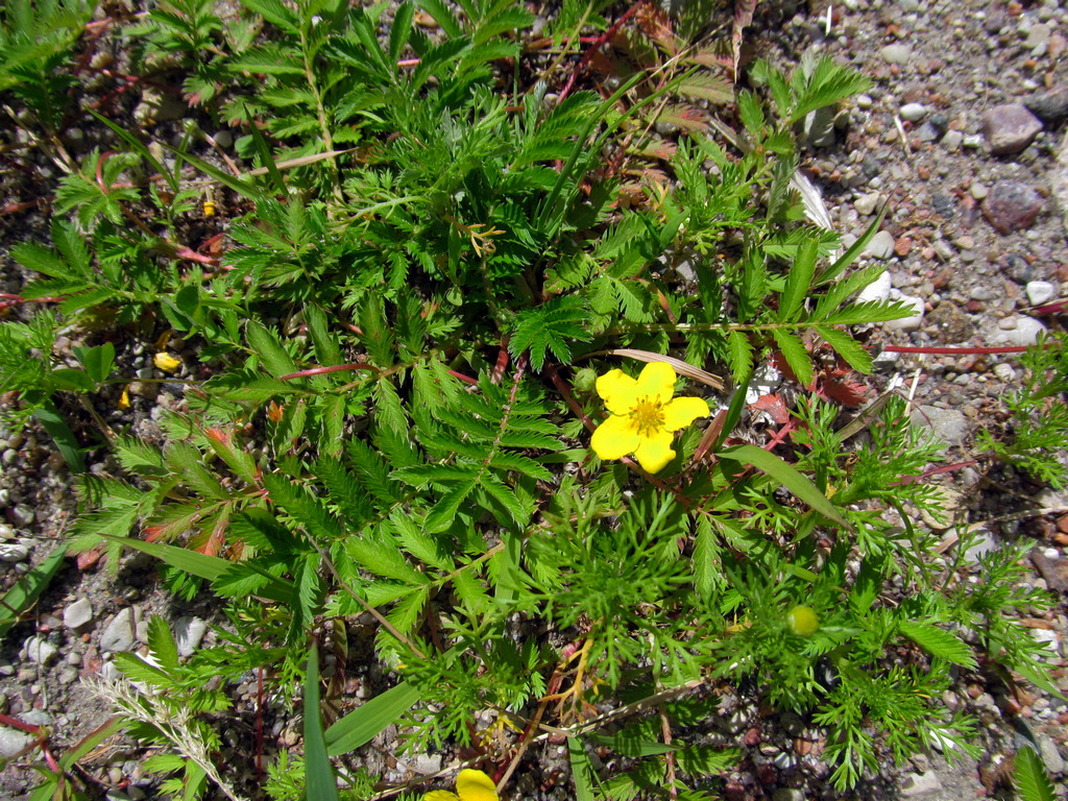 Изображение особи Potentilla anserina.