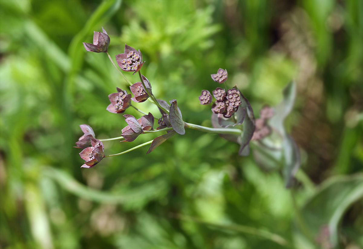 Изображение особи Bupleurum longifolium ssp. vapincense.