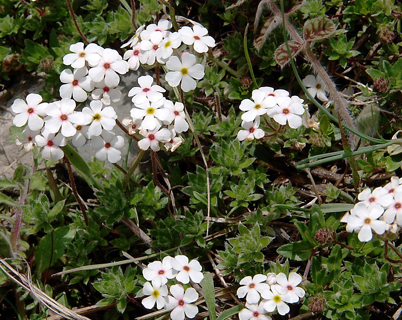 Image of Androsace lehmanniana specimen.