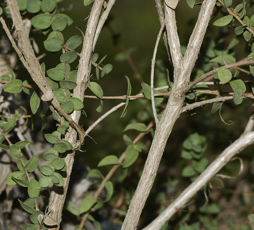 Image of Melaleuca elliptica specimen.