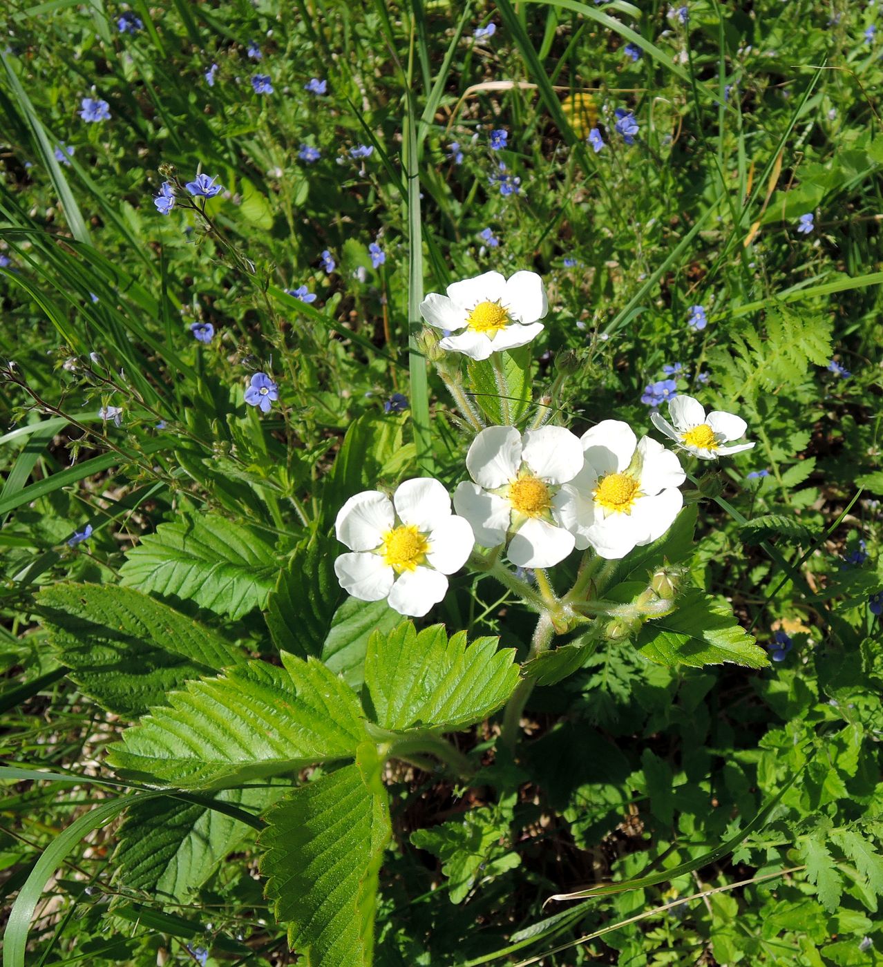 Image of Fragaria moschata specimen.