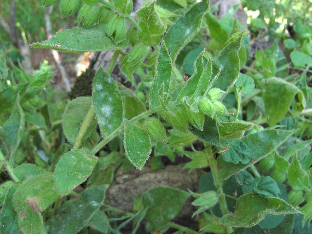 Image of Nonea flavescens specimen.