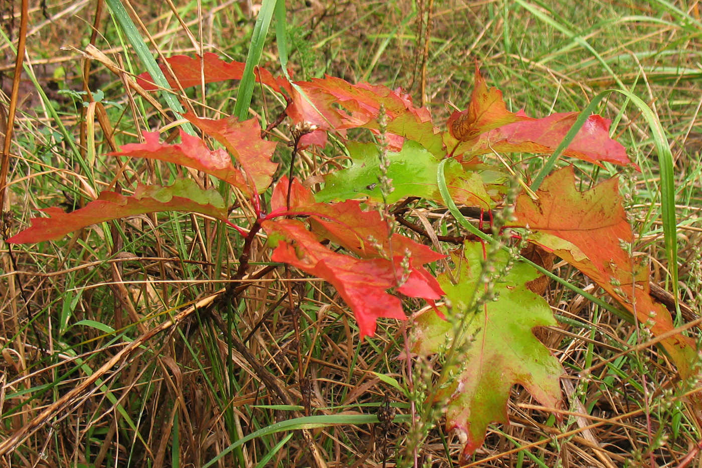 Image of Quercus rubra specimen.