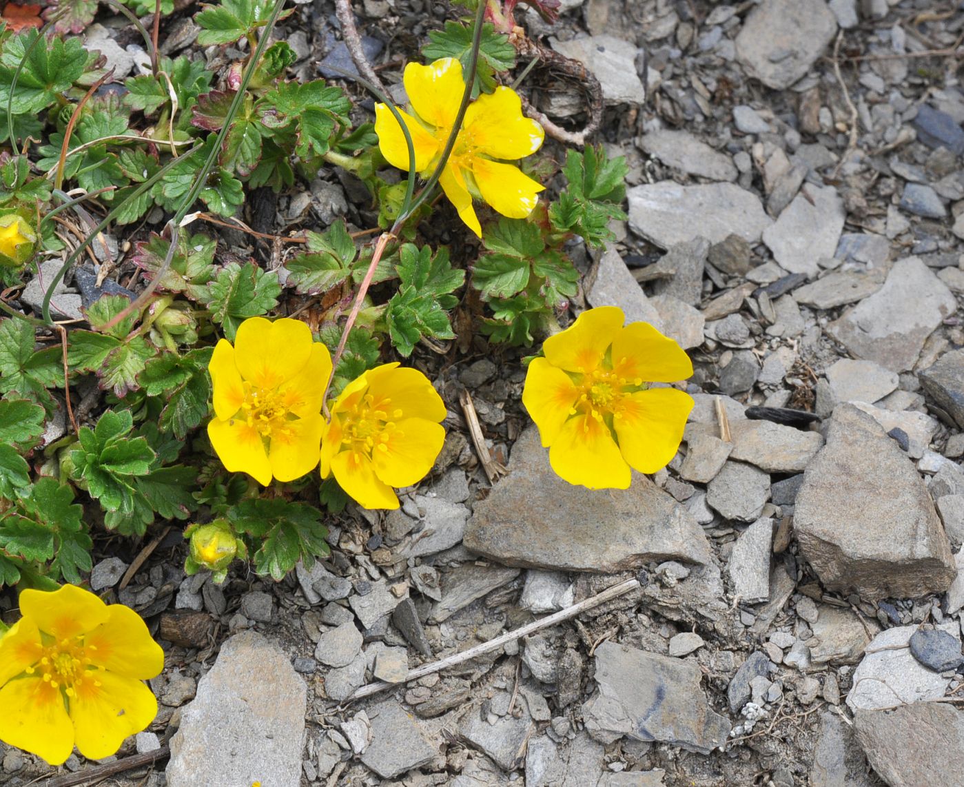 Изображение особи Potentilla gelida.