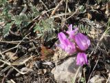 Astragalus angarensis subspecies ozjorensis. Цветущее растение. Иркутская обл., Боханский р-н, окр. с. Бохан, остепнённый луг. 06.05.2018.