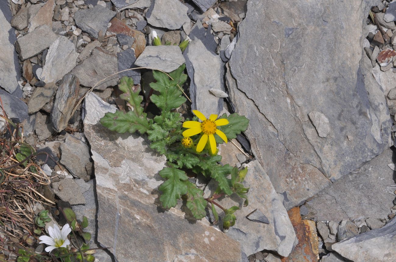 Image of Senecio sosnovskyi specimen.