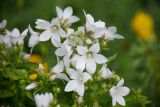 Gadellia lactiflora. Верхушки цветущих побегов ('White Pouffe'). Кировская обл., г. Киров, Ботанический сад Вятского государственного университета, в культуре. 07.07.2018.